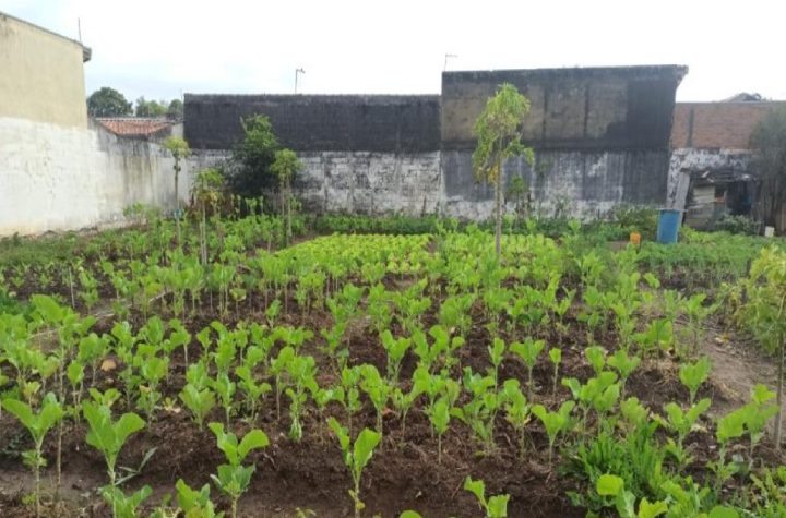 horta-e-pomar-comunitarios-de-tremembe-distribuem-hortalicas-frescas-para-a-populacao