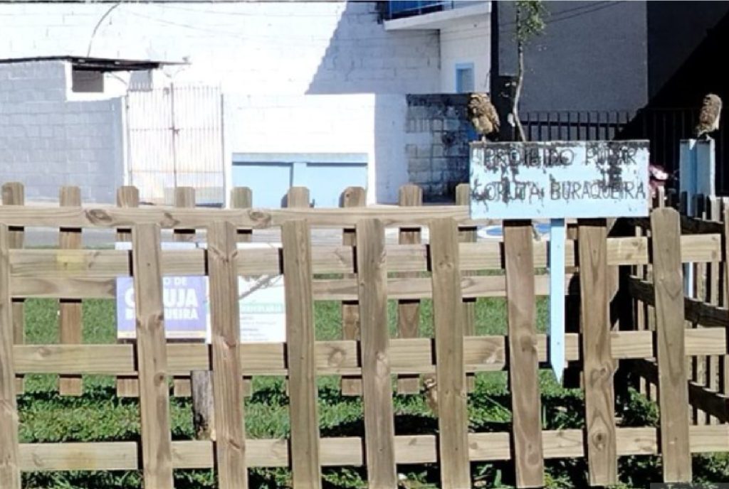 prefeitura-de-sao-sebastiao-intensifica-protecao-aos-ninhos-de-coruja-buraqueira-e-combate-vandalismo
