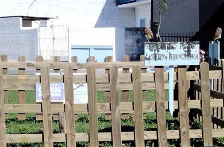 prefeitura-de-sao-sebastiao-intensifica-protecao-aos-ninhos-de-coruja-buraqueira-e-combate-vandalismo