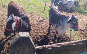 1o-leilao-de-bovinos-leiteiros-da-apta-em-pindamonhangaba-fortalece-pequenos-produtores