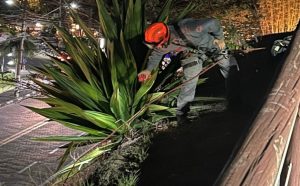 bombeiros-resgatam-gato-com-rapel-em-local-de-dificil-acesso-em-ilhabela-slug-seo