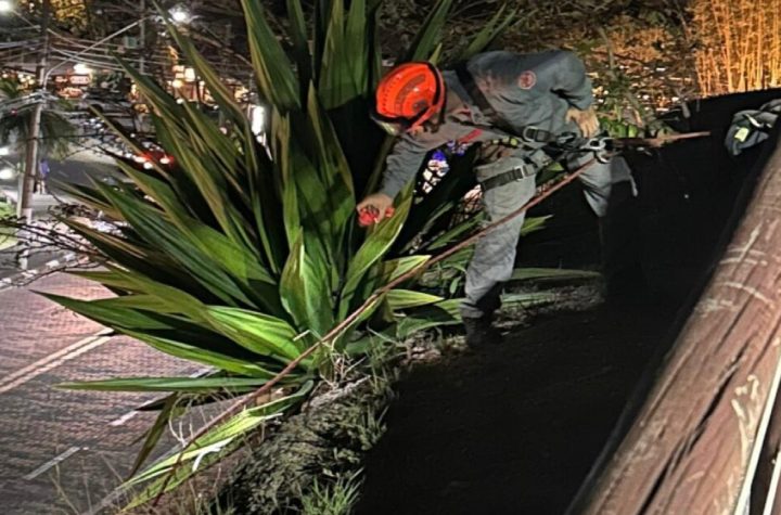 bombeiros-resgatam-gato-com-rapel-em-local-de-dificil-acesso-em-ilhabela-slug-seo