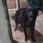 cachorra-vitima-de-maus-tratos-e-resgatada-em-taubate-e-tutor-e-preso