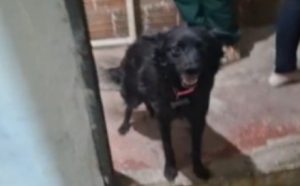 cachorra-vitima-de-maus-tratos-e-resgatada-em-taubate-e-tutor-e-preso