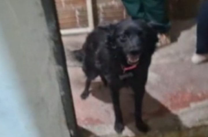 cachorra-vitima-de-maus-tratos-e-resgatada-em-taubate-e-tutor-e-preso