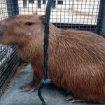 capivara-invade-condominio-em-sao-sebastiao-morde-cao-e-e-resgatada-pelos-bombeiros