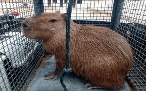 capivara-invade-condominio-em-sao-sebastiao-morde-cao-e-e-resgatada-pelos-bombeiros