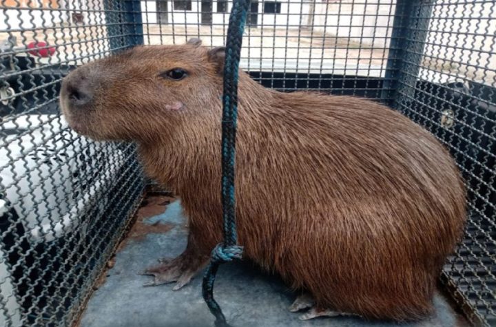 capivara-invade-condominio-em-sao-sebastiao-morde-cao-e-e-resgatada-pelos-bombeiros