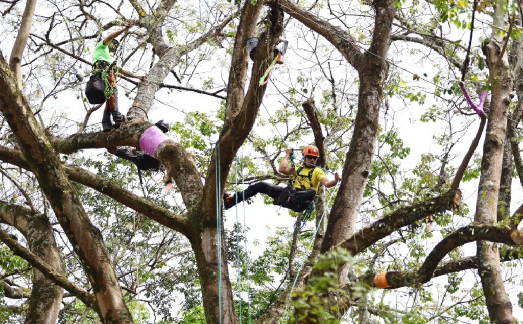 congresso-de-arborizacao-em-sao-jose-dos-campos-chega-ao-ultimo-dia-com-campeonato-de-escalada-em-arvores