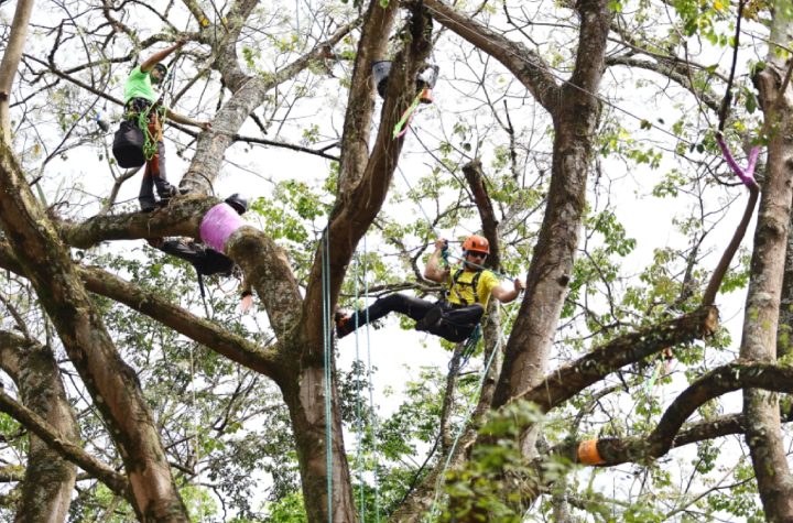 congresso-de-arborizacao-em-sao-jose-dos-campos-chega-ao-ultimo-dia-com-campeonato-de-escalada-em-arvores