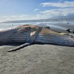 baleia-jubarte-de-10-metros-e-encontrada-morta-em-praia-de-caraguatatuba