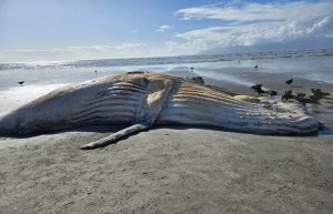 baleia-jubarte-de-10-metros-e-encontrada-morta-em-praia-de-caraguatatuba