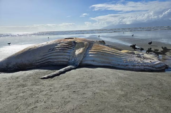 baleia-jubarte-de-10-metros-e-encontrada-morta-em-praia-de-caraguatatuba