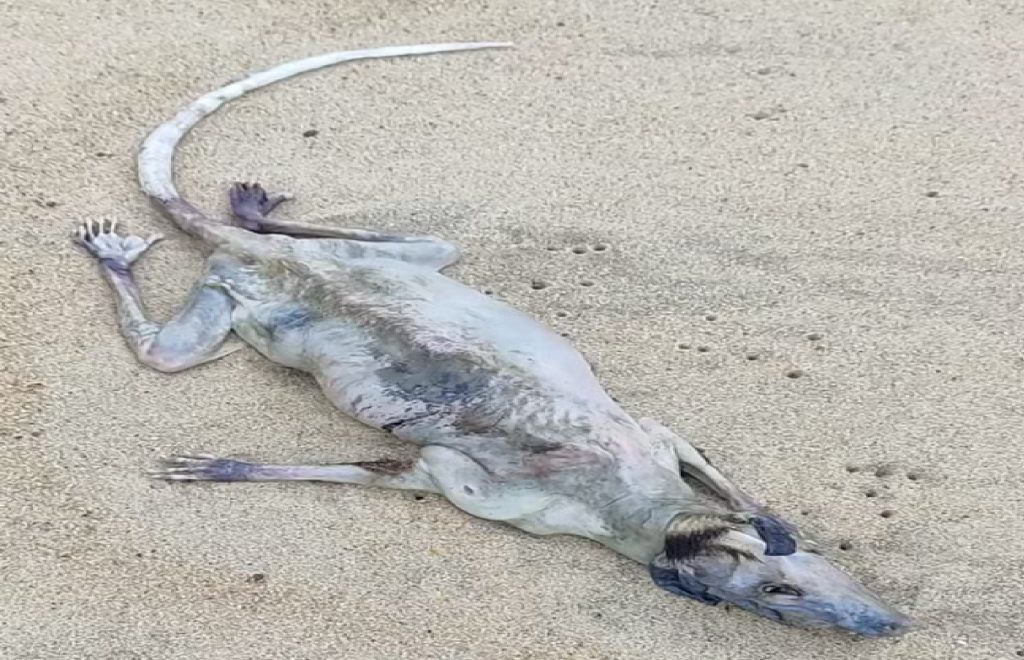 carcaca-de-animal-em-praia-de-sao-sebastiao-intriga-banhistas-e-viraliza-nas-redes