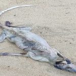 carcaca-de-animal-em-praia-de-sao-sebastiao-intriga-banhistas-e-viraliza-nas-redes