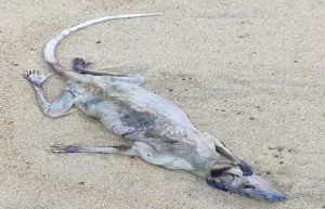 carcaca-de-animal-em-praia-de-sao-sebastiao-intriga-banhistas-e-viraliza-nas-redes
