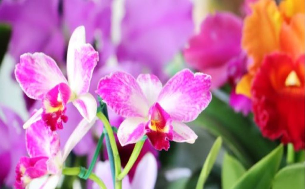 esta-rolando-a-45a-exposicao-de-orquideas-em-caraguatatuba