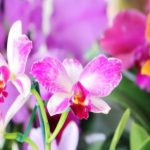 esta-rolando-a-45a-exposicao-de-orquideas-em-caraguatatuba