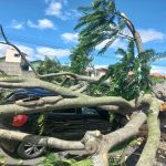 motorista-escapa-ileso-apos-arvore-cair-e-destruir-carro-em-sao-jose-dos-campos