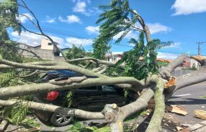 motorista-escapa-ileso-apos-arvore-cair-e-destruir-carro-em-sao-jose-dos-campos