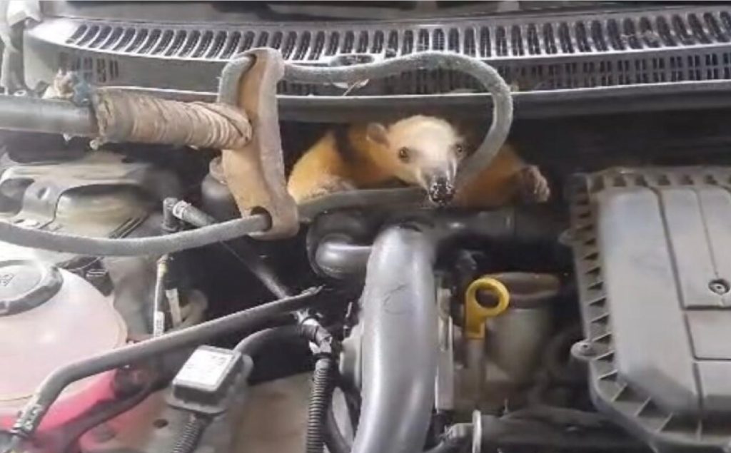 tamandua-fica-preso-no-compartimento-do-motor-de-veiculo-em-ilhabela