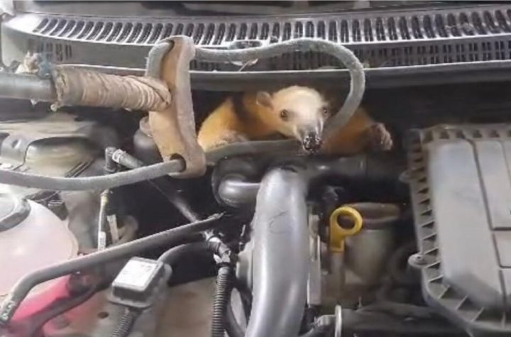 tamandua-fica-preso-no-compartimento-do-motor-de-veiculo-em-ilhabela
