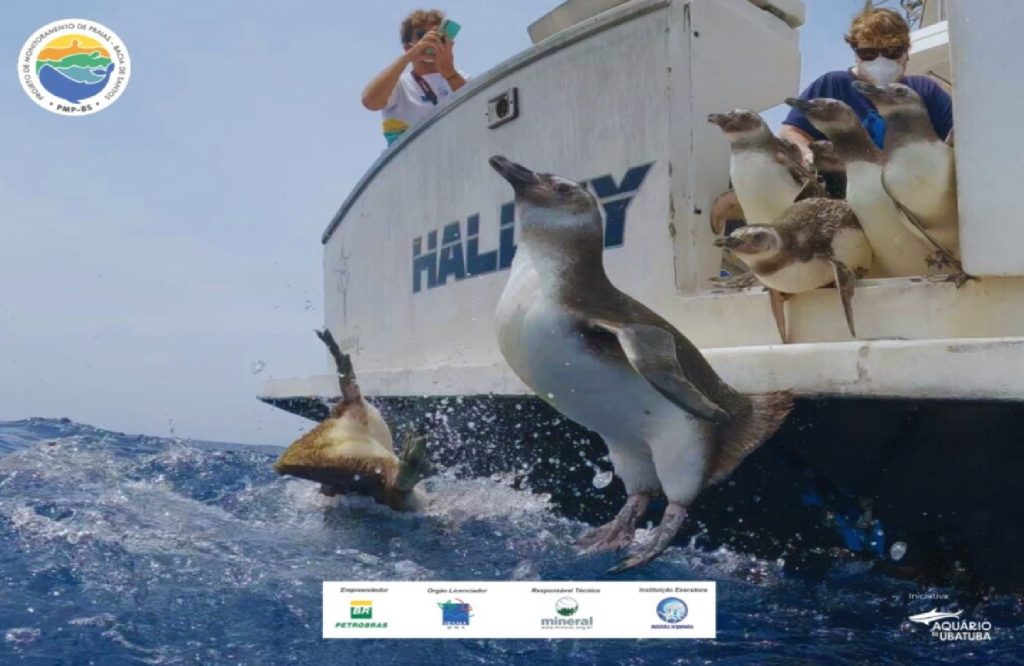 instituto-argonauta-realiza-soltura-de-17-pinguins-reabilitados-em-alto-mar-em-ubatuba