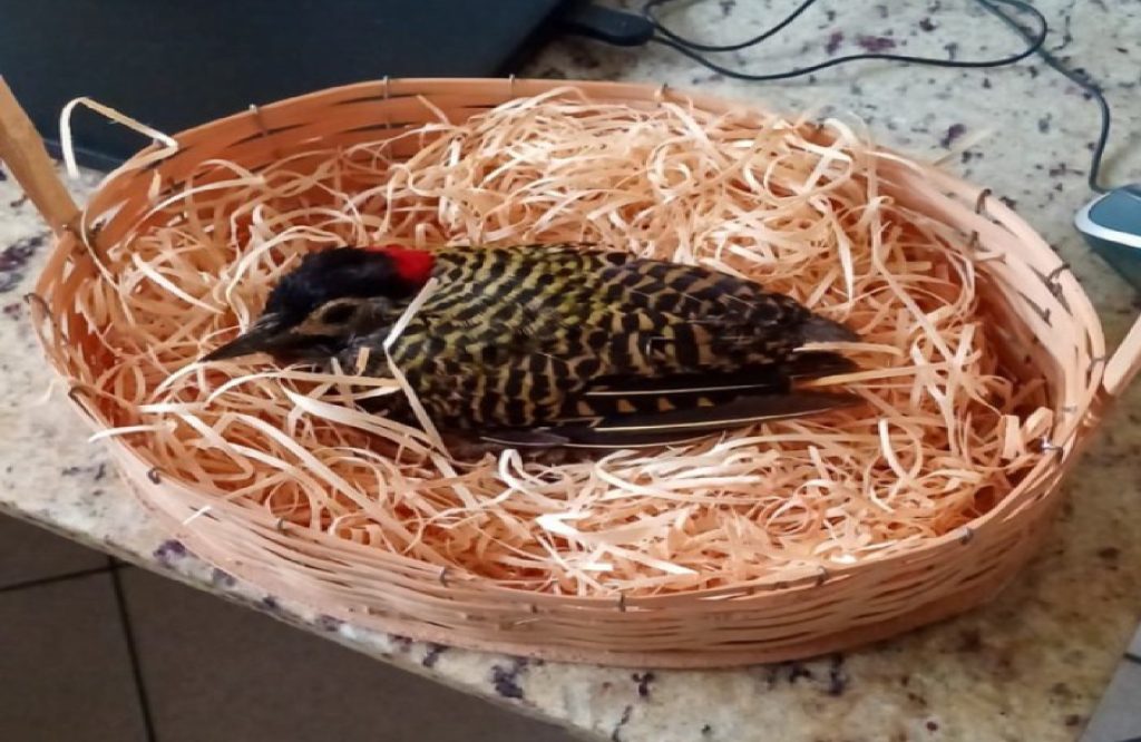 prf-resgata-pica-pau-verde-barrado-ferido-as-margens-da-rodovia-em-cacapava