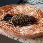 prf-resgata-pica-pau-verde-barrado-ferido-as-margens-da-rodovia-em-cacapava