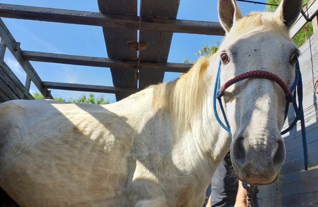 sao-jose-dos-campos-incentiva-adocao-de-animais-de-medio-e-grande-porte-resgatados-pelo-ccz