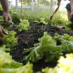 taubate-abre-inscricoes-para-oficinas-do-programa-estrategia-alimenta-cidade