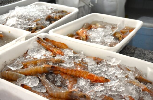 Ilhabela concede cestas básicas a pescadores de camarão durante o defeso