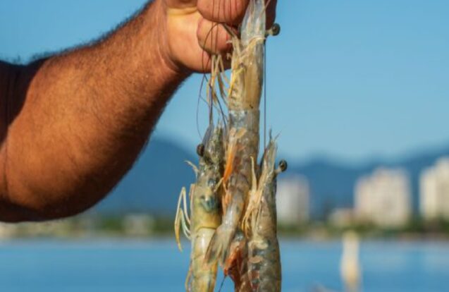Pescado local movimenta a economia e mantém tradição viva em Caraguatatuba