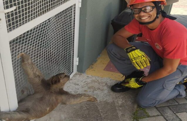 ð¾ Bombeiros resgatam bicho-preguiça em área urbana de Caraguatatuba
