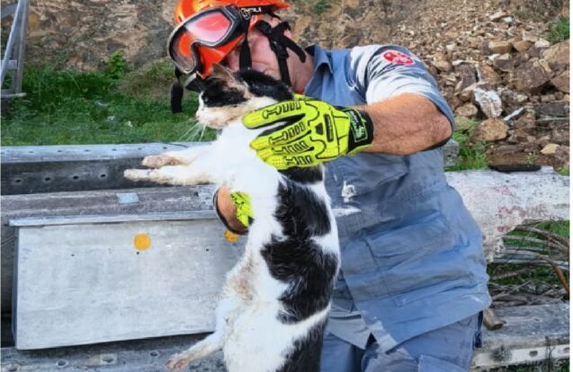 Bombeiros resgatam gato preso em poste em Ilhabela