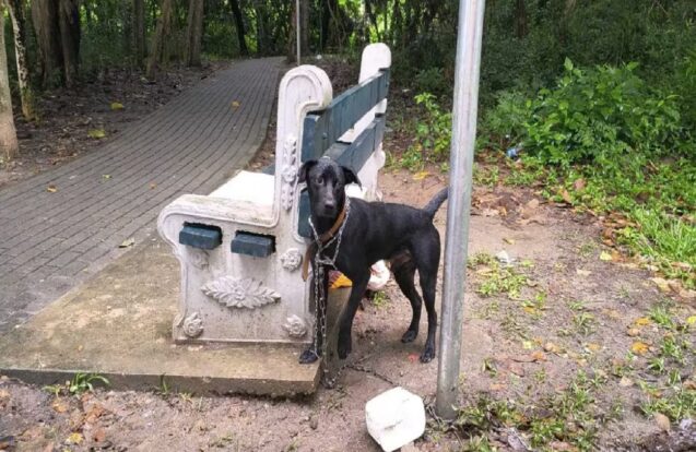 Cachorro é abandonado acorrentado em praça de São José dos Campos