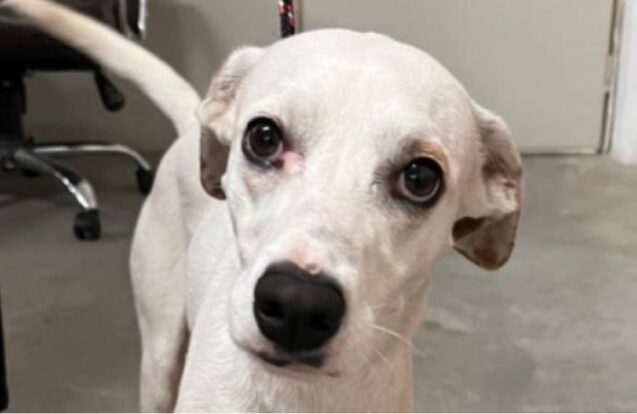 Cadela desaparecida no Ano Novo em São José é encontrada em Jacareí após dois meses