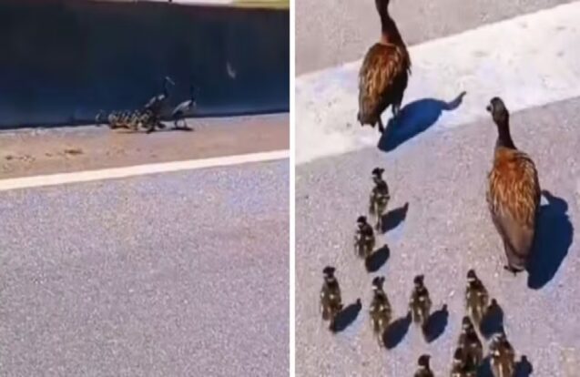 PRF para trânsito na Dutra para ajudar família de patos em Pindamonhangaba