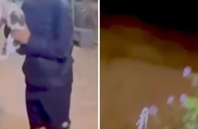 Polícia investiga caso de maus-tratos a animal em São Luiz do Paraitinga