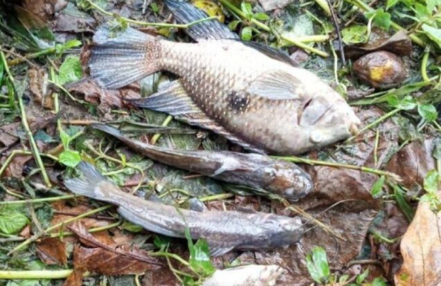 São Sebastião multa Sabesp em R$ 100 mil por contaminação no Rio Maresias