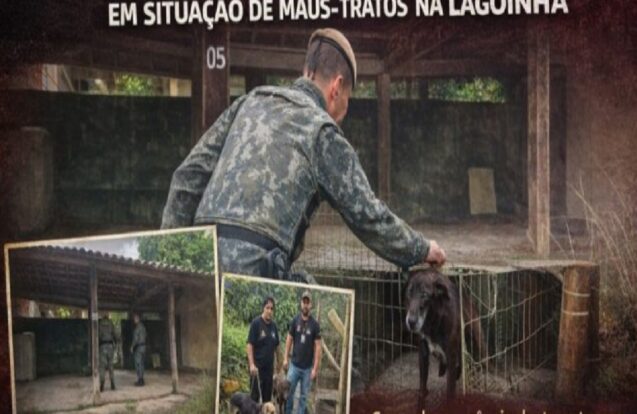 Três cães são resgatados de maus-tratos no bairro Lagoinha em Ubatuba