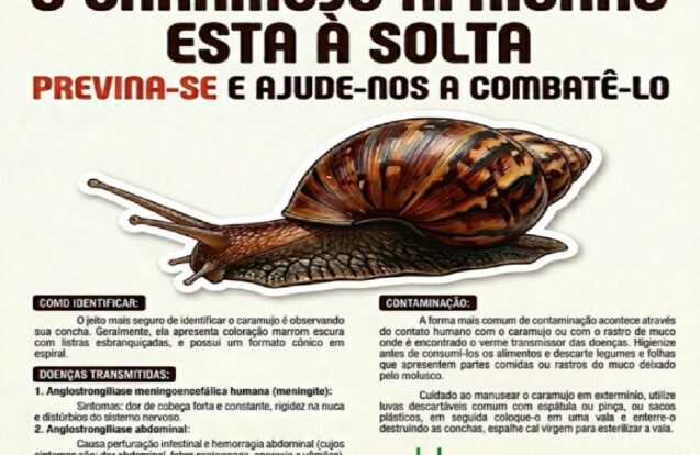 Arapeí alerta sobre risco do caramujo africano à saúde