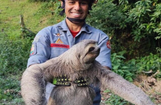 Bicho-preguiça é resgatado pelos Bombeiros e solto na natureza em Caraguatatuba