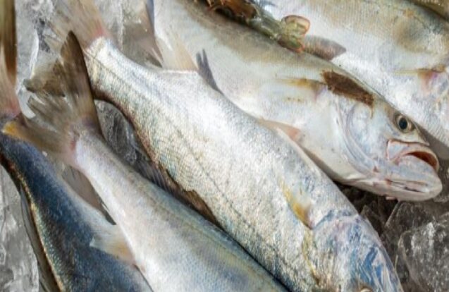 Caraguatatuba tem horário especial para compra de peixes no feriado de Páscoa