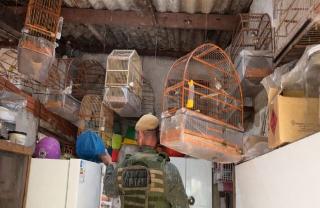 Morador de Ilhabela é multado em mais de R$ 20 mil por manter aves em cativeiro