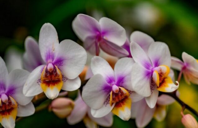 São Sebastião abre inscrições para curso gratuito de cultivo de orquídeas