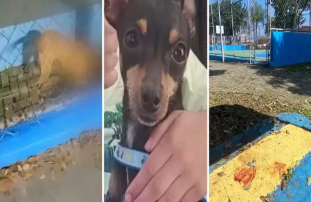 Pinscher morre após ataque de pitbull em praça de São José dos Campos e criança fica abalada