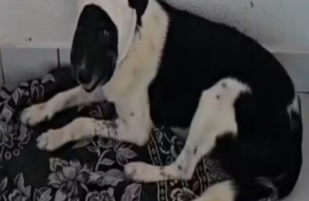 Pitbull é capturado após ataque a outro cão em Caraguatatuba