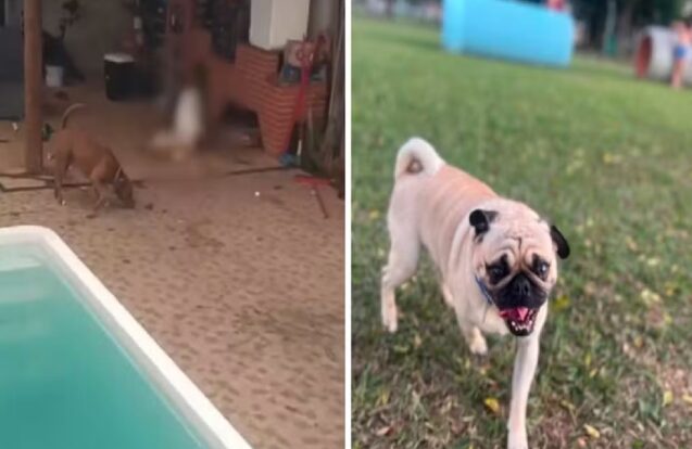 Pug morre após ataque de dois pit bulls durante passeio em São José dos Campos
