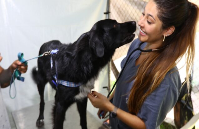 São José dos Campos abre mil vagas para castração gratuita de cães e gatos